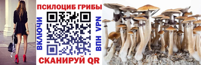 цены наркотик  Усть-Джегута  Галлюциногенные грибы Psilocybe 